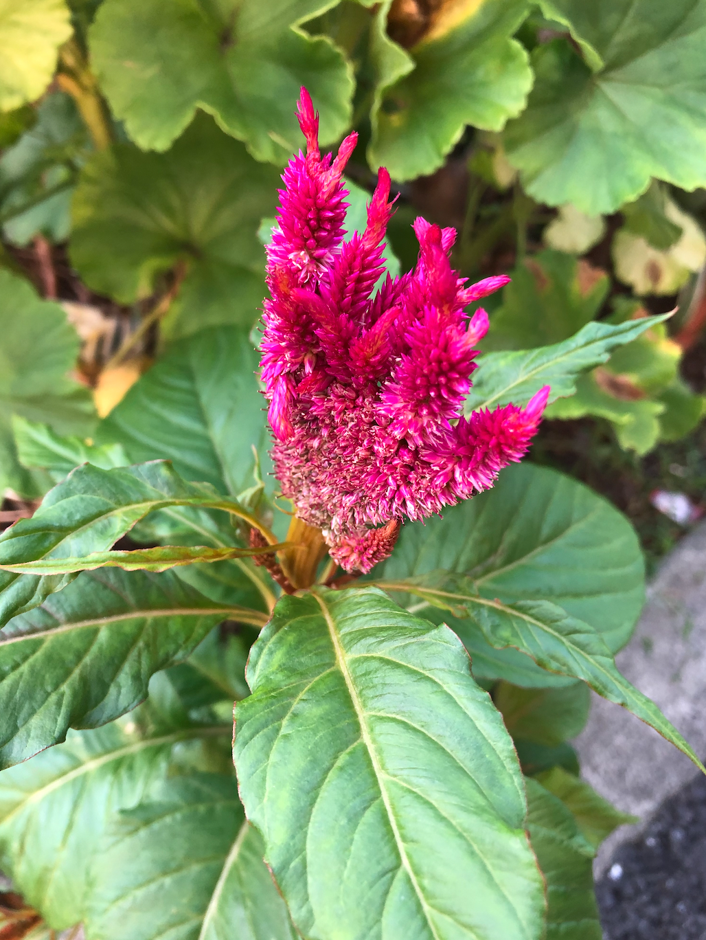 秋の季語 お知らせ ゆゆ鍼灸整骨院